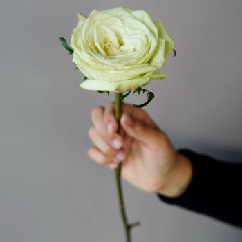 Green Tea Bulk Rose