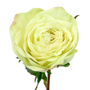 Emerald Mist Sweetheart Roses