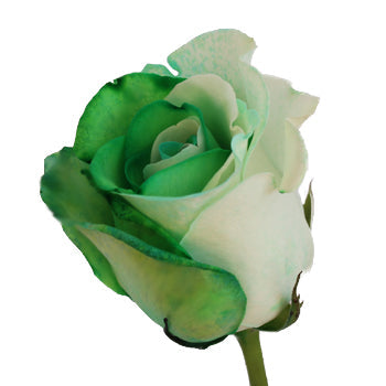 Green and White Rainbow Roses
