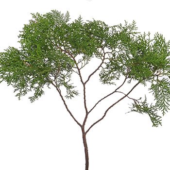 Green Arbor Cedar Winter Greenery