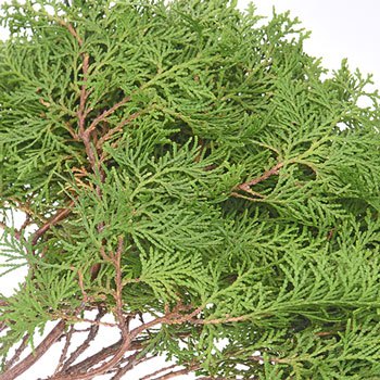 Green Arbor Cedar Winter Greenery