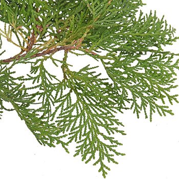 Green Arbor Cedar Winter Greenery
