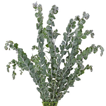 Wholesale greenery green acacia fresh cut filler flowers sold as bulk
