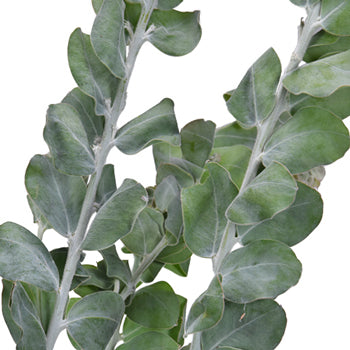 Wedding greenery green acacia fresh filler flowers sold near me