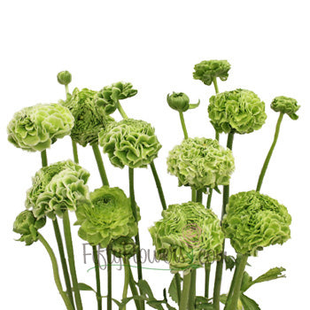 Novelty Green Ranunculus Flower