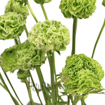Novelty Green Ranunculus Flower