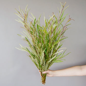 Grevillea Fresh Greens