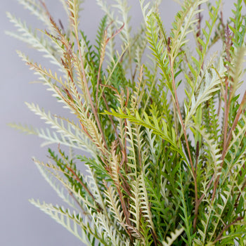 Wedding greenery grevillea fresh filler flowers sold near me