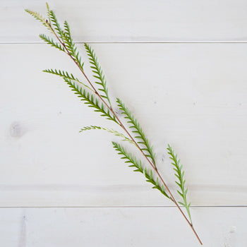 Single stem of grevillea fresh greens sold near me for delivery