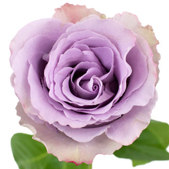 Grey Knights Fresh Cut Rose
