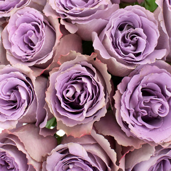 Grey Knights Fresh Cut Rose