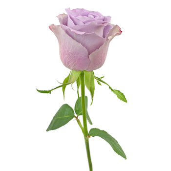 Grey Knights Fresh Cut Rose
