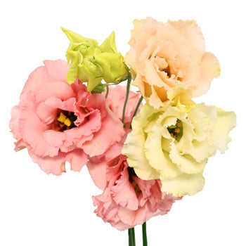 Strawberry Milkshake Lisianthus Flower