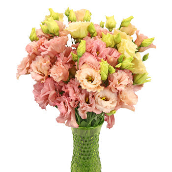 Strawberry Milkshake Lisianthus Flower