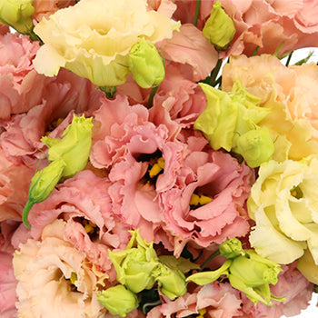 Strawberry Milkshake Lisianthus Flower