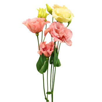 Strawberry Milkshake Lisianthus Flower