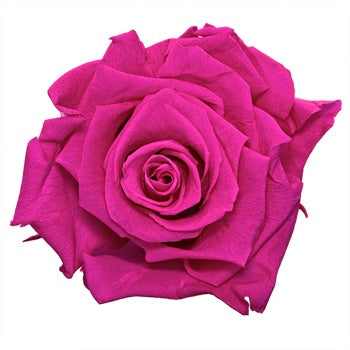 Preserved Hot Pink Rose