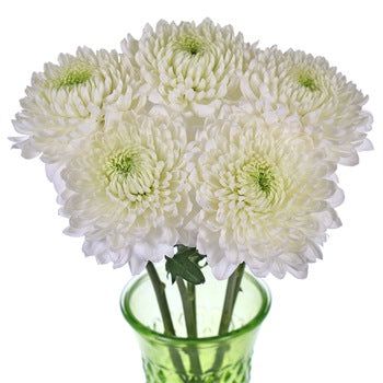 Misty White Bahlia Flower