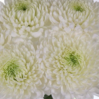 Misty White Bahlia Flower
