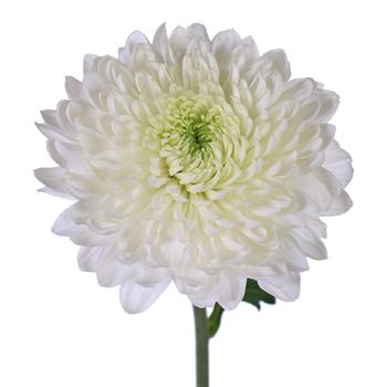Misty White Bahlia Flower