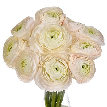 Blush Italian Cloony Ranunculus