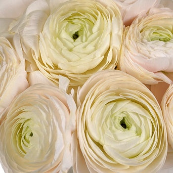 Blush Italian Cloony Ranunculus