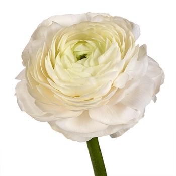 Blush Italian Cloony Ranunculus