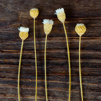 Dried Natural Happy Flowers