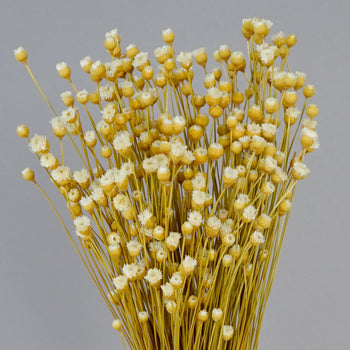 Dried Natural Happy Flowers
