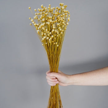 Dried Natural Happy Flowers