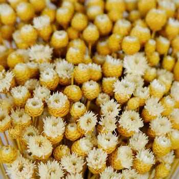 Dried Natural Happy Flowers