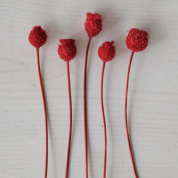 Dried Red Velvet Happy Flowers