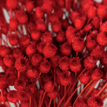 Dried Red Velvet Happy Flowers