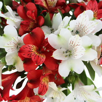Happy Holiday Flower Package Alstroemeria