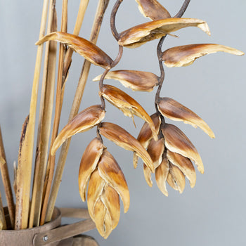 Dried Hanging Heliconia Flowers
