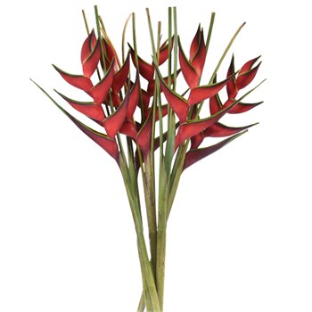 Watermelon Heliconia