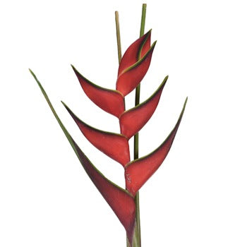 Watermelon Heliconia