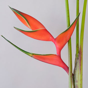 Deep Orange Heliconia