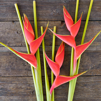 Deep Orange Heliconia