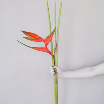Deep Orange Heliconia