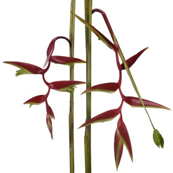 Red Lipstick Hanging Heliconia