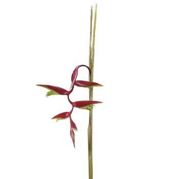 Red Lipstick Hanging Heliconia