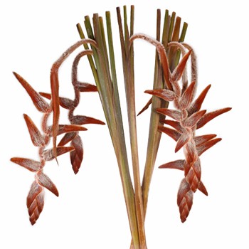 Plush Hanging Heliconia
