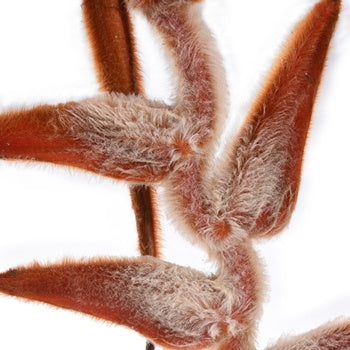 Plush Hanging Heliconia