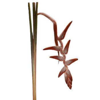 Plush Hanging Heliconia