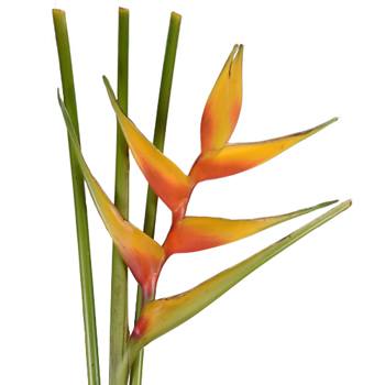 Mango Heliconia