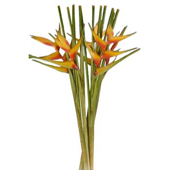 Mango Heliconia