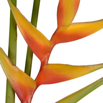 Mango Heliconia