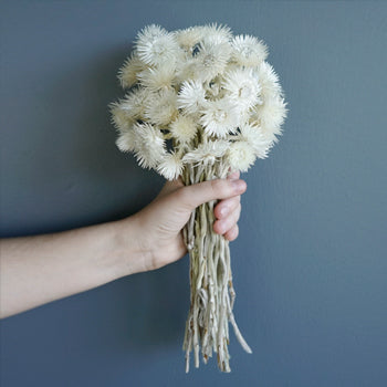 Dried Straw Flower