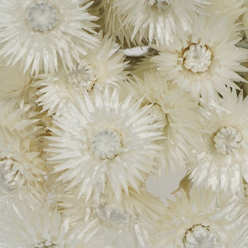Dried Straw Flower